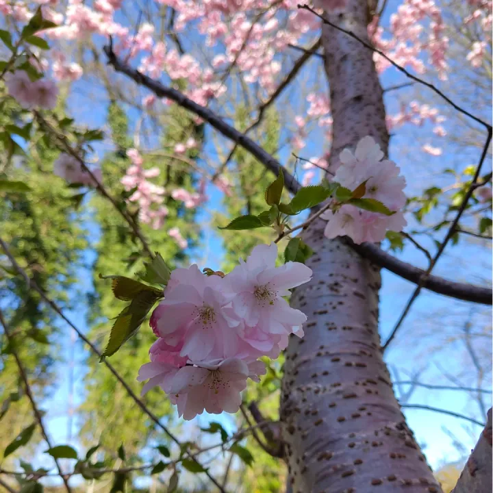 Apfelbluete im April, Fuehlingsbeginn